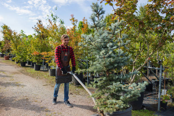 Best Hazardous Tree Removal  in Adelino, NM